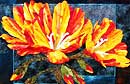 Sunset Lewisia by Judith Leslie